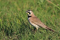 Horned Lark